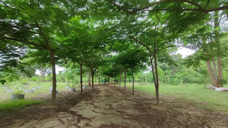 ปากช่อง, Nakhon Ratchasima, Nong Sarai, Pak Chong, Nakhon Ratchasima, , 21,768 sqm, Land For Sale, by สุชาติ ปรีชา, 500491257 - DDproperty.com