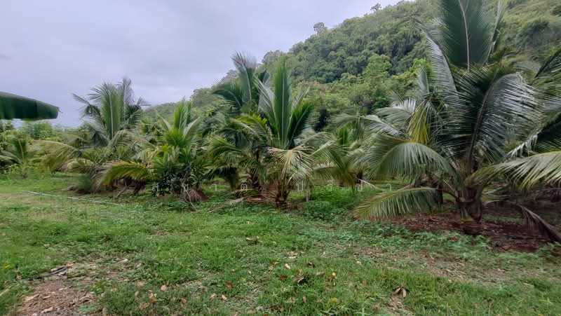 ปากช่อง, Nakhon Ratchasima, Nong Sarai, Pak Chong, Nakhon Ratchasima, , 21,768 sqm, Land For Sale, by สุชาติ ปรีชา, 500491257 - DDproperty.com