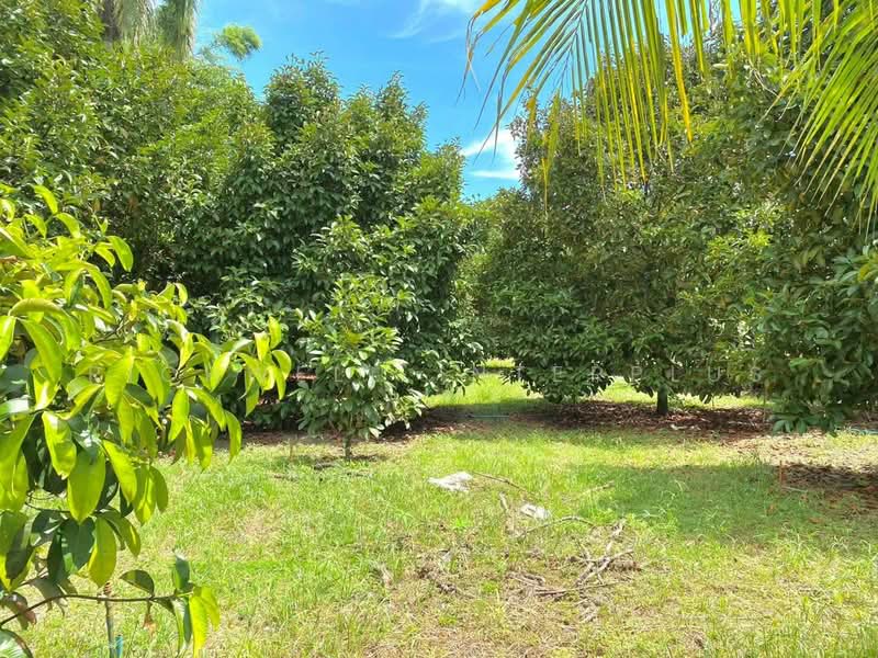 Land for sale in Takhan, with a fruit orchard, 2 rai, Rayong, Ta Khan, Ban Khai, Rayong, , 4,056 sqm, Land For Sale, by RICHWELL INTERPLUS, 500492011 - DDproperty.com