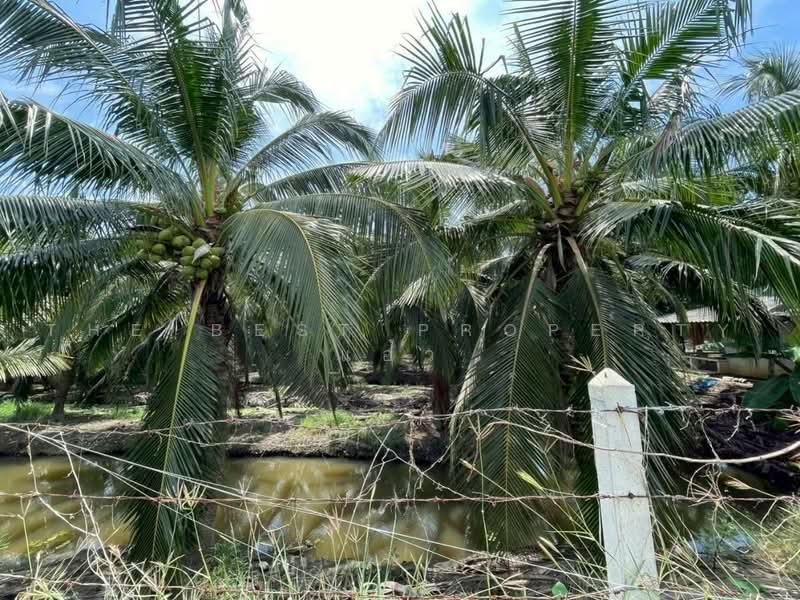 ที่ดินนครชัยศรี นครปฐม, Nakhon Pathom, Bang Rakam, Nakhon Chai Sri, Nakhon Pathom, , 53,280 sqm, Land For Sale, by The Best Property แอ๋ว, 500492529 - DDproperty.com
