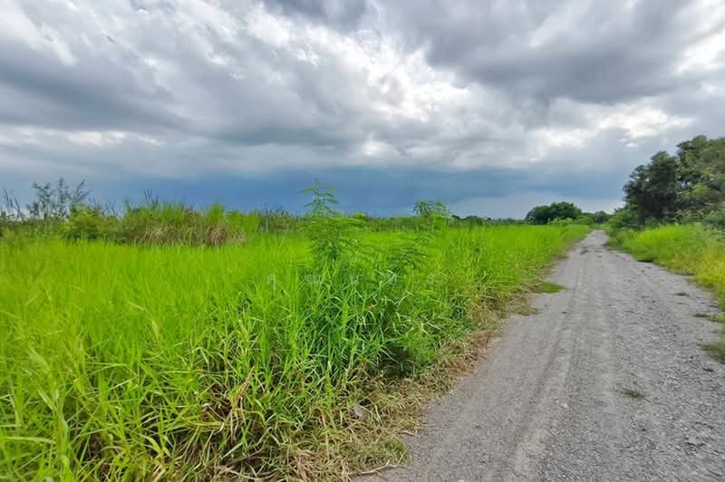 ลำลูกกา คลอง 12, Pathum Thani, ถนนลำลูกกา, Lam Sai, Lam Luk Ka, Pathum Thani, , 1,600 sqm, Land For Sale, by คุณนทร, 500492967 - DDproperty.com