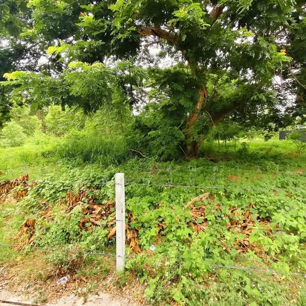 Land For sale Pattaya, Chon Buri (Pattaya), ซอยชัยพฤกษ์ 1 , ซอยวัดบุญกาจนา, Nong Pru, Bang Lamung (Pattaya), Chon Buri (Pattaya), , 2,908 sqm, Land For Sale, by Nichapa Phiachan, 500493341 - DDproperty.com