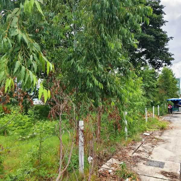 Land For sale Pattaya, Chon Buri (Pattaya), ซอยชัยพฤกษ์ 1 , ซอยวัดบุญกาจนา, Nong Pru, Bang Lamung (Pattaya), Chon Buri (Pattaya), , 2,908 sqm, Land For Sale, by Nichapa Phiachan, 500493341 - DDproperty.com