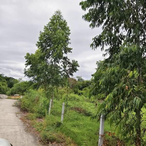 Land For sale Pattaya, Chon Buri (Pattaya), ซอยชัยพฤกษ์ 1 , ซอยวัดบุญกาจนา, Nong Pru, Bang Lamung (Pattaya), Chon Buri (Pattaya), , 2,908 sqm, Land For Sale, by Nichapa Phiachan, 500493341 - DDproperty.com