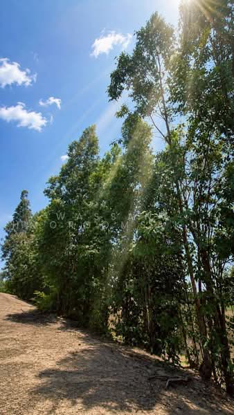 suphanburi, Suphan Buri, Thale Bok, Don Chedi, Suphan Buri, , 1,600 sqm, Land For Sale, by Wassana Hmorsomsakul, 500493396 - DDproperty.com