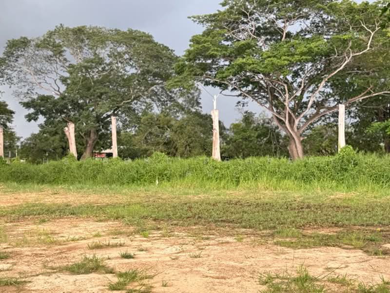 ที่ดินเหมืองง่า ลำพูน, ลำพูน, เหมืองง่า, เมืองลำพูน, ลำพูน, 200 ตร.ม., ที่ดิน ขาย, โดย The Best Property รัตน์, 500493829 - DDproperty.com
