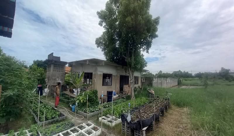 ติดเลียบคลองเปรมประชากร, Pathum Thani, Chiang Rak Noi, Sam Khok, Pathum Thani, , 200 sqm, Land For Sale, by ชนะชาติ นนท์ตา, 500494596 - DDproperty.com