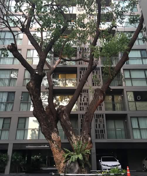 Via BOTANI : เวีย โบทานี, กรุงเทพ, 36 ซอยสุขุมวิท 47 ถนนสุขุมวิท, คลองตันเหนือ, วัฒนา, กรุงเทพ, 35 ตร.ม., คอนโด ขาย, โดย Nicha Na Lampang, 500495099 - DDproperty.com