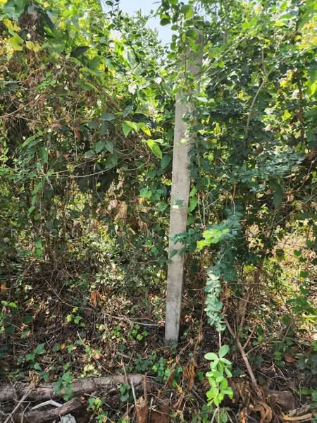 ขายที่ดินใกล้เขื่อนป่าสักชลสิทธิ์, Saraburi, Hin Son, Kaeng Khoi, Saraburi, , 22,072 sqm, Land For Sale, by Rachen Nopsuwan, 500495195 - DDproperty.com