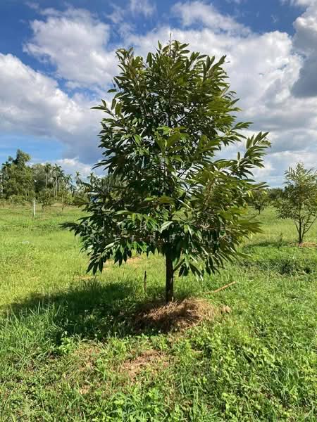 6 rai of land for sale in Thung Kwai Kin, with durian trees., Rayong, Thung Khwai Kin, Klaeng, Rayong, , 11,064 sqm, Land For Sale, by RICHWELL INTERPLUS, 500495626 - DDproperty.com