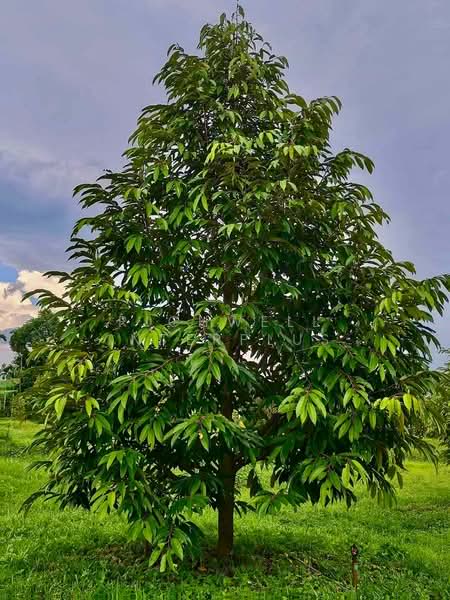 6 rai of land for sale in Thung Kwai Kin, with durian trees., Rayong, Thung Khwai Kin, Klaeng, Rayong, , 11,064 sqm, Land For Sale, by RICHWELL INTERPLUS, 500495626 - DDproperty.com