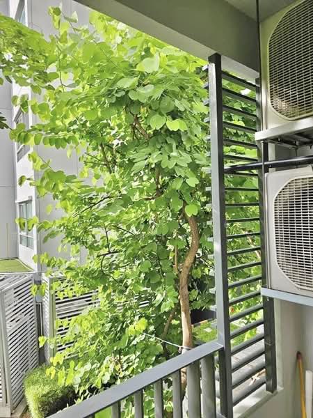 Elio Del Ray, Bangkok, 95 Sukhumvit 64 Road, Bang Chak, Phra Khanong, Bangkok, 1 Bedroom, 34 sqm, Condo For Sale, by AREA66 Real Estate Co.,Ltd, 500496224 - DDproperty.com