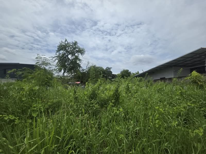 Chatchada Villa : ชัชฎาวิลล่า, กรุงเทพ, ถนนบางแวก, บางไผ่, บางแค, กรุงเทพ, 240 ตร.ม., ที่ดิน ขาย, โดย ดวงจงกล ชุ่มสวัสดิ์ (ออ), 500496628 - DDproperty.com