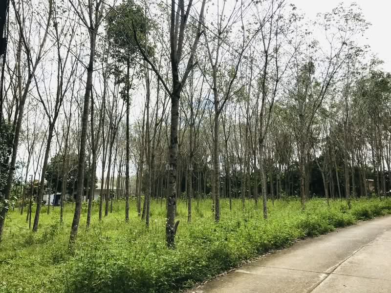 ขายที่ดินบางม่วง ตะกั่วป่า พังงา 2 ไร่ 5 ตร.ว. ใกล้ถนนเพชรเกษมเพียง 130 เมตร, Phangnga, Bang Muang, Takua Pa, Phangnga, , 3,220 sqm, Land For Sale, by คุณแนน, 500497050 - DDproperty.com