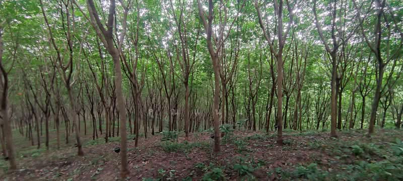 ขายที่ดินบนเขา 51 ไร่ ต.บางม่วง อ.ตะกั่วป่า จ.พังงา วิวทะเล ใกล้หาดบางสัก, Phangnga, Bang Muang, Takua Pa, Phangnga, , 82,472 sqm, Land For Sale, by คุณแนน, 500497161 - DDproperty.com