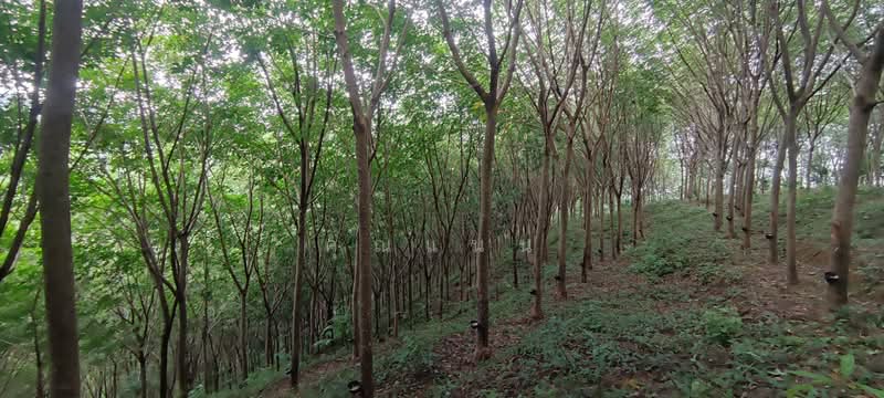 ขายที่ดินบนเขา 51 ไร่ ต.บางม่วง อ.ตะกั่วป่า จ.พังงา วิวทะเล ใกล้หาดบางสัก, Phangnga, Bang Muang, Takua Pa, Phangnga, , 82,472 sqm, Land For Sale, by คุณแนน, 500497161 - DDproperty.com