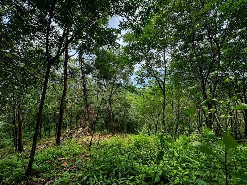 ขายที่ดินบนเขา 51 ไร่ ต.บางม่วง อ.ตะกั่วป่า จ.พังงา วิวทะเล ใกล้หาดบางสัก, Phangnga, Bang Muang, Takua Pa, Phangnga, , 82,472 sqm, Land For Sale, by คุณแนน, 500497161 - DDproperty.com