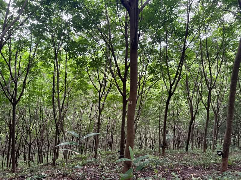 ขายที่ดินบนเขา 51 ไร่ ต.บางม่วง อ.ตะกั่วป่า จ.พังงา วิวทะเล ใกล้หาดบางสัก, Phangnga, Bang Muang, Takua Pa, Phangnga, , 82,472 sqm, Land For Sale, by คุณแนน, 500497161 - DDproperty.com