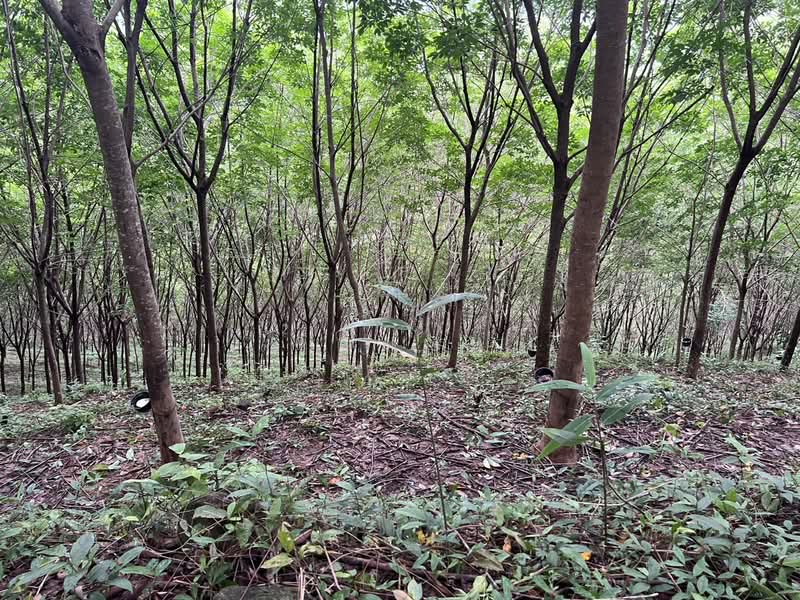 ขายที่ดินบนเขา 51 ไร่ ต.บางม่วง อ.ตะกั่วป่า จ.พังงา วิวทะเล ใกล้หาดบางสัก, พังงา, บางม่วง, ตะกั่วป่า, พังงา, 82,472 ตร.ม., ที่ดิน ขาย, โดย คุณแนน, 500497161 - DDproperty.com