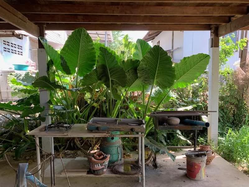 Woodhousr for rent, Nakhon Ratchasima, Nong Chabok, Muang Nakhon Ratchasima, Nakhon Ratchasima, 1 Bedroom, 100 sqm, Single Detached House For Rent, by วิรณี, 500500979 - DDproperty.com