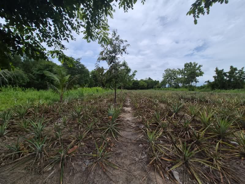 ที่ดินสวนผึ้ง ราชบุรี, ราชบุรี, ป่าหวาย, สวนผึ้ง, ราชบุรี, 33,008 ตร.ม., Land ขาย, โดย The Best Property อิ๋ว, 500501375 - DDproperty.com