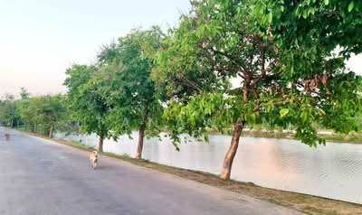 ขาย - บ้าน 3-ห้องนอน, ชลบุรี