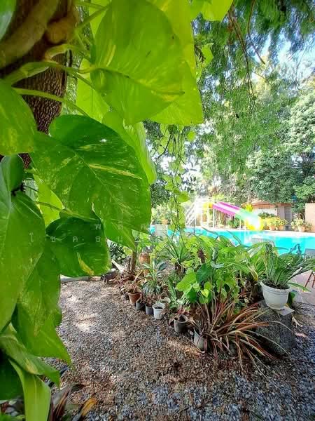 พะเนา, Nakhon Ratchasima, Pa Nao, Muang Nakhon Ratchasima, Nakhon Ratchasima, 3 Bedrooms, 231 sqm, Single Detached House For Rent, by พลิศภัสร์ โชคธนวีระกานต์, 500502420 - DDproperty.com