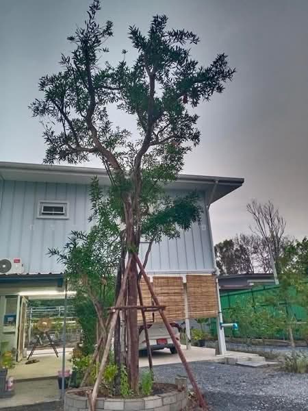 ขายบ้านสวนสไตล์โมเดิร์น 1 ไร่ (400 ตร.ว.) อ.เสนา อยุธยา ติดถนน 2 ด้าน พร้อมระบบโซล่าเซลล์ 5 kW, พระนครศรีอยุธยา, สามกอ, เสนา, พระนครศรีอยุธยา, 400 ตร.ม., บ้านเดี่ยว ขาย, โดย กรรณ กัลยธรรม, 500502472 - DDproperty.com