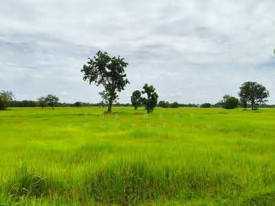 ขาย - ที่ดินประโคนชัย บุรีรัมย์, บุรีรัมย์
