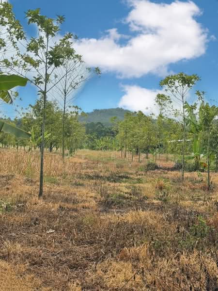 ที่ดินสอยดาว จันทบุรี, Chanthaburi, Sai Khao, Soydow, Chanthaburi, , 74,020 sqm, Land For Sale, by The Best Property แต้ว, 500502807 - DDproperty.com