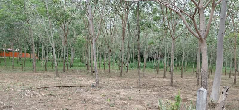 สัตหีบ ตำบลสัตหีบ อำเภอสัตหีบ จังหวัดชลบุรี, Chon Buri (Pattaya), Sattahip, Chon Buri (Pattaya), , 1,416 sqm, Land For Sale, by Nichapa Phiachan, 500502984 - DDproperty.com