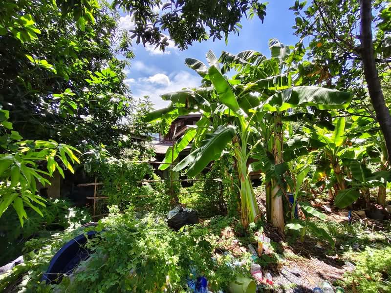 ขายด่วน! ที่ดินพร้อมสิ่งปลูกสร้าง (บ้านเช่า 7 ห้อง) 150 ตร.ว. ทำเลทองลาดพร้าววังหิน 77, กรุงเทพ, ลาดพร้าว, กรุงเทพ, 600 ตร.ม., ที่ดิน ขาย, โดย ชญาพิชชา พันธกิจ, 500503617 - DDproperty.com