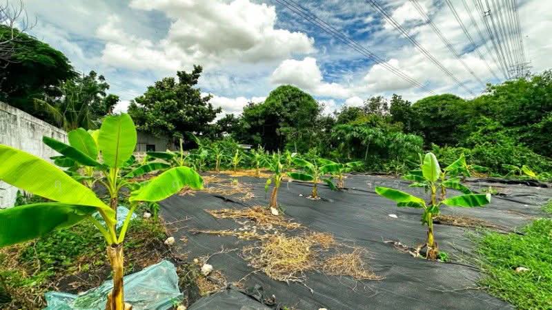 Glass Garden Scales 2, Nonthaburi, 6/183 Tiwanon-Parkkred 12 Alley, Pak Kret, Nonthaburi, , 228 sqm, Land For Sale, by คุณ กฤติน ( มาร์ค ), 500503903 - DDproperty.com