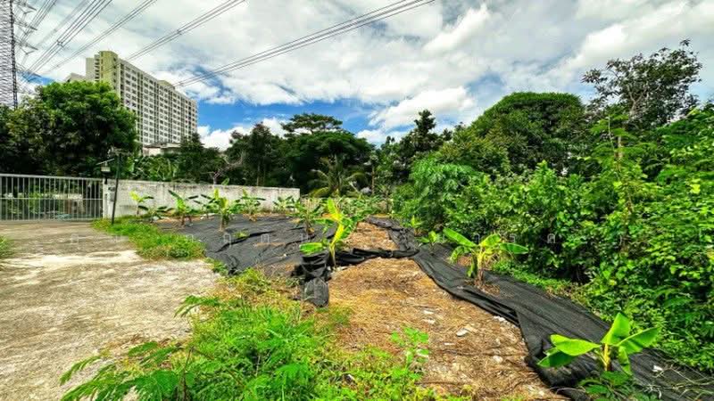 Glass Garden Scales 2, Nonthaburi, 6/183 Tiwanon-Parkkred 12 Alley, Pak Kret, Nonthaburi, , 228 sqm, Land For Sale, by คุณ กฤติน ( มาร์ค ), 500503903 - DDproperty.com