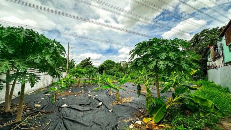 Glass Garden Scales 2, Nonthaburi, 6/183 Tiwanon-Parkkred 12 Alley, Pak Kret, Nonthaburi, , 228 sqm, Land For Sale, by คุณ กฤติน ( มาร์ค ), 500503903 - DDproperty.com