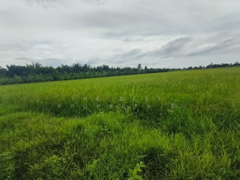 ที่ดินสองพี่น้อง สุพรรณบุรี, Suphan Buri, Thung Khok, Song Phi Nong, Suphan Buri, , 12,782 sqm, Land For Sale, by The Best Property ลี, 500504518 - DDproperty.com