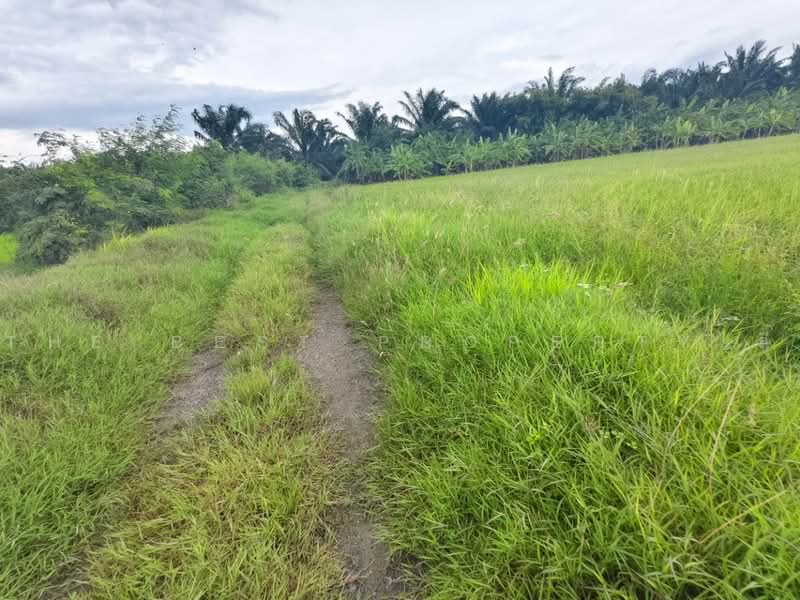 ที่ดินสองพี่น้อง สุพรรณบุรี, Suphan Buri, Thung Khok, Song Phi Nong, Suphan Buri, , 12,782 sqm, Land For Sale, by The Best Property ลี, 500504518 - DDproperty.com