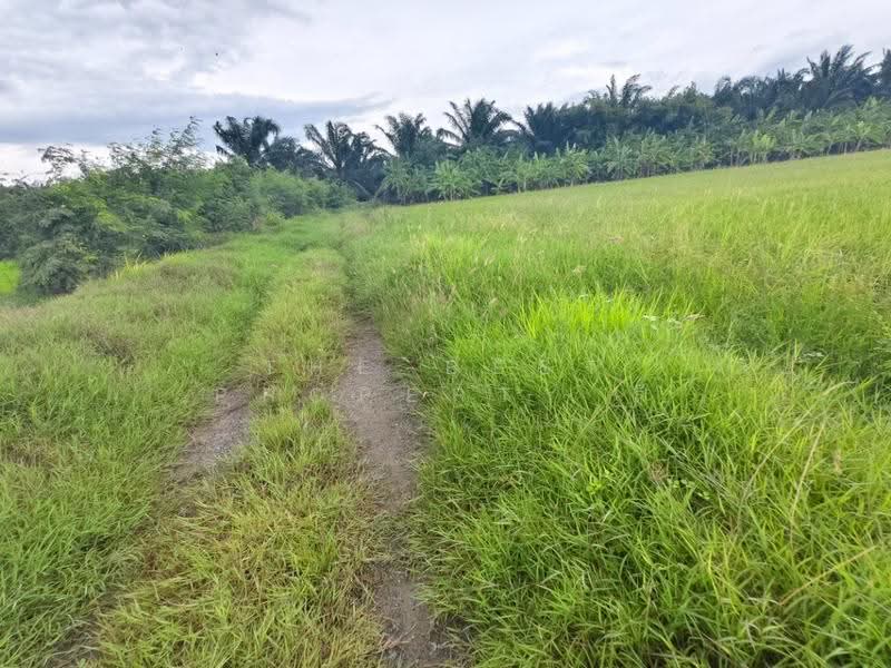 ที่ดินสองพี่น้อง สุพรรณบุรี, Suphan Buri, Thung Khok, Song Phi Nong, Suphan Buri, , 12,782 sqm, Land For Sale, by The Best Property ลี, 500504518 - DDproperty.com