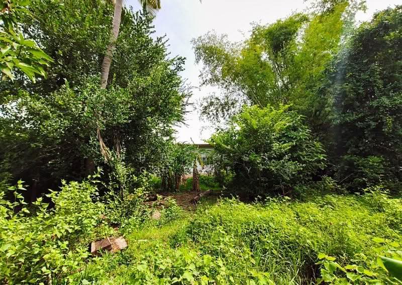 ที่ดินประสาท สุรินทร์, Surin, Ta Ni, Phrasat, Surin, , 796 sqm, Land For Sale, by The Best Property ยุ, 500504804 - DDproperty.com
