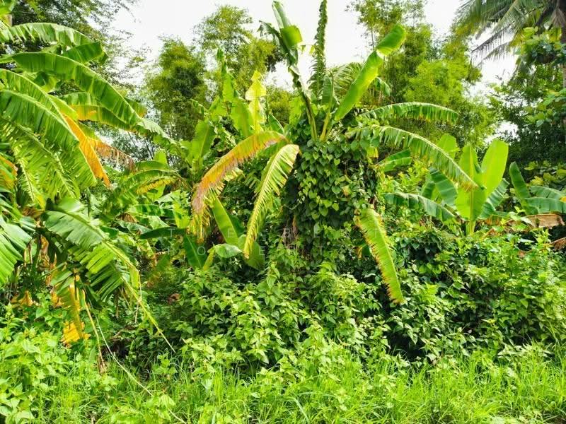 ที่ดินประสาท สุรินทร์, สุรินทร์, ตานี, ปราสาท, สุรินทร์, 796 ตร.ม., ที่ดิน ขาย, โดย The Best Property ยุ, 500504804 - DDproperty.com