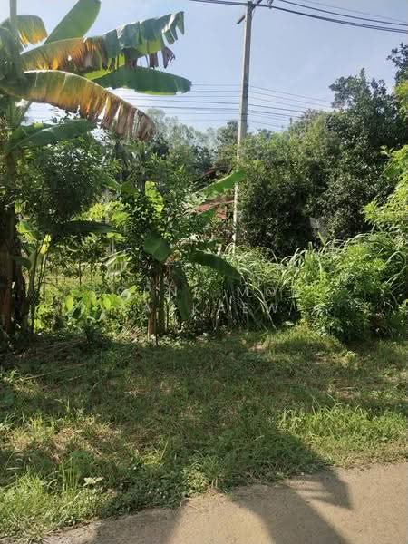 ที่ดิน เมืองเพชรบูรณ์ เพชรบูรณ์, Phetchabun, Dong Mun Lek, Muang Phetchabun, Phetchabun, , 1,464 sqm, Land For Sale, by Pornpimon Tapkaew, 500504869 - DDproperty.com