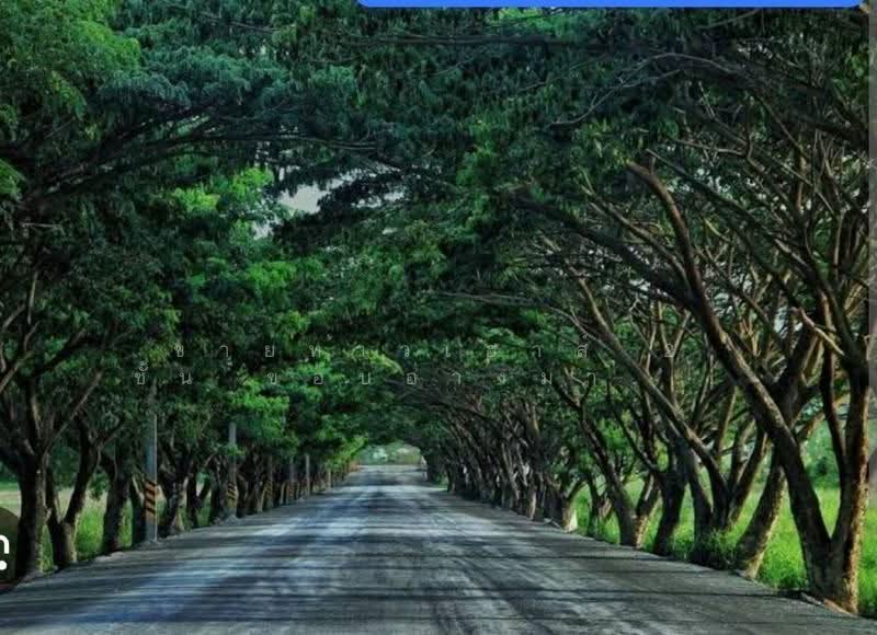 ขายทาวเฮาส์ 2 ชั้น ขอบอ่างมาบปะชัน ถนนอุโมงต้นไม้พัทยา, Chon Buri (Pattaya), Poong, Bang Lamung (Pattaya), Chon Buri (Pattaya), 2 Bedrooms, 155 sqm, Townhouse For Sale, by คุณรินดา, 500505065 - DDproperty.com
