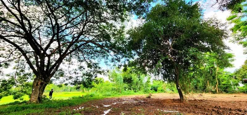 ไม่พบโครงการ, Maha Sarakham, -, Talat Pattana, Muang Maha Sarakham, Maha Sarakham, , 5,800 sqm, Land For Sale, by Phanitchaya Yossala, 500505614 - DDproperty.com