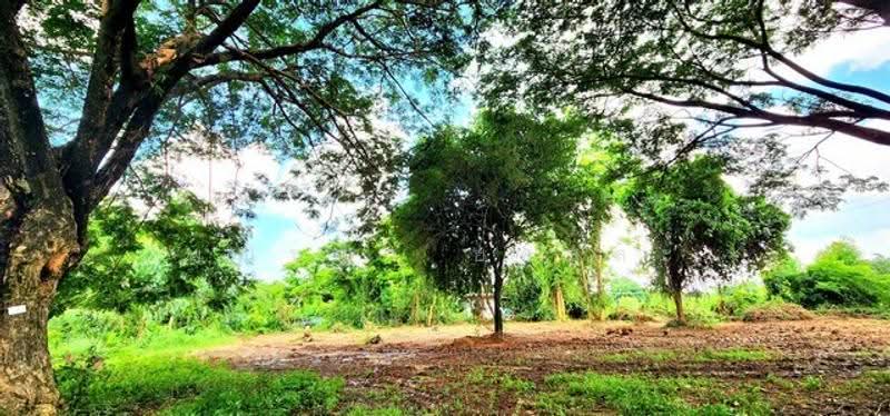 ไม่พบโครงการ, มหาสารคาม, -, ลาดพัฒนา, เมืองมหาสารคาม, มหาสารคาม, 5,800 ตร.ม., Land ขาย, โดย Phanitchaya Yossala, 500505614 - DDproperty.com