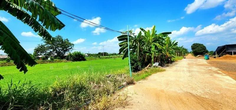ไม่พบโครงการ, ปทุมธานี, , หนองสามวัง, หนองเสือ, ปทุมธานี, 1,600 ตร.ม., ที่ดิน ขาย, โดย พณิชญา ยศสละ, 500505666 - DDproperty.com