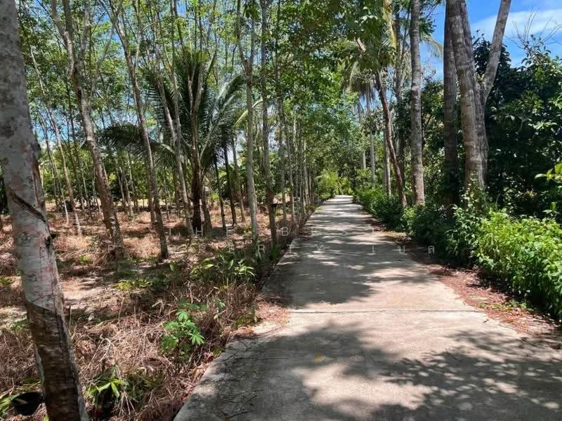 ที่ดินพระพรหม นครศรีธรรมราช, Nakhon Si Thammarat, Na Phru, Phra Phrom, Nakhon Si Thammarat, , 12,254 sqm, Land For Sale, by The Best Property เบล, 500505943 - DDproperty.com