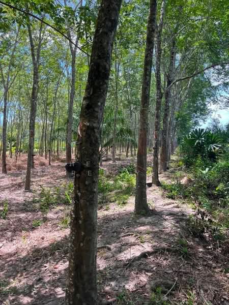 ที่ดินพระพรหม นครศรีธรรมราช, Nakhon Si Thammarat, Na Phru, Phra Phrom, Nakhon Si Thammarat, , 12,254 sqm, Land For Sale, by The Best Property เบล, 500505943 - DDproperty.com