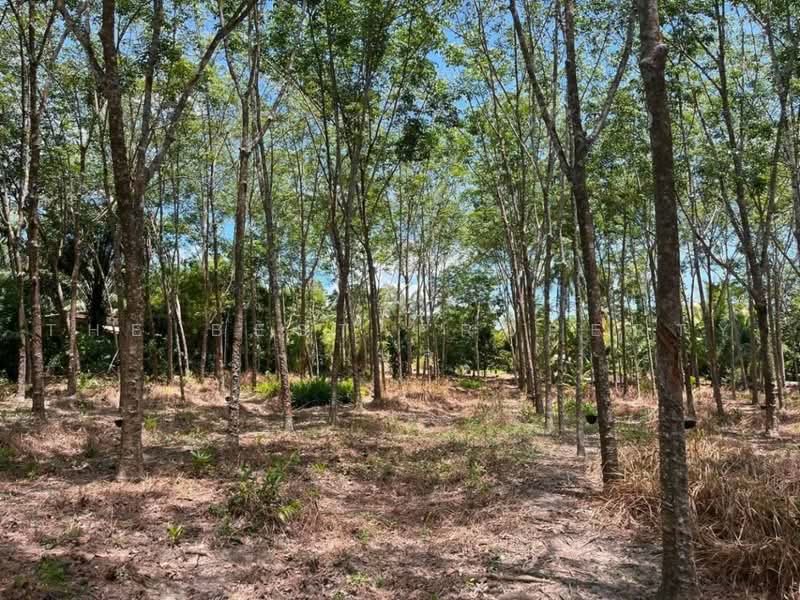 ที่ดินพระพรหม นครศรีธรรมราช, Nakhon Si Thammarat, Na Phru, Phra Phrom, Nakhon Si Thammarat, , 12,254 sqm, Land For Sale, by The Best Property เบล, 500505943 - DDproperty.com