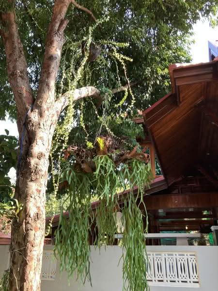 Baanlaesuan 2 Village, Bangkok, Sala Thammasop, Thawi Watthana, Bangkok, 3 Bedrooms, 508 sqm, Single Detached House For Sale, by วีรนุช จินาเพ็ญ, 500506355 - DDproperty.com
