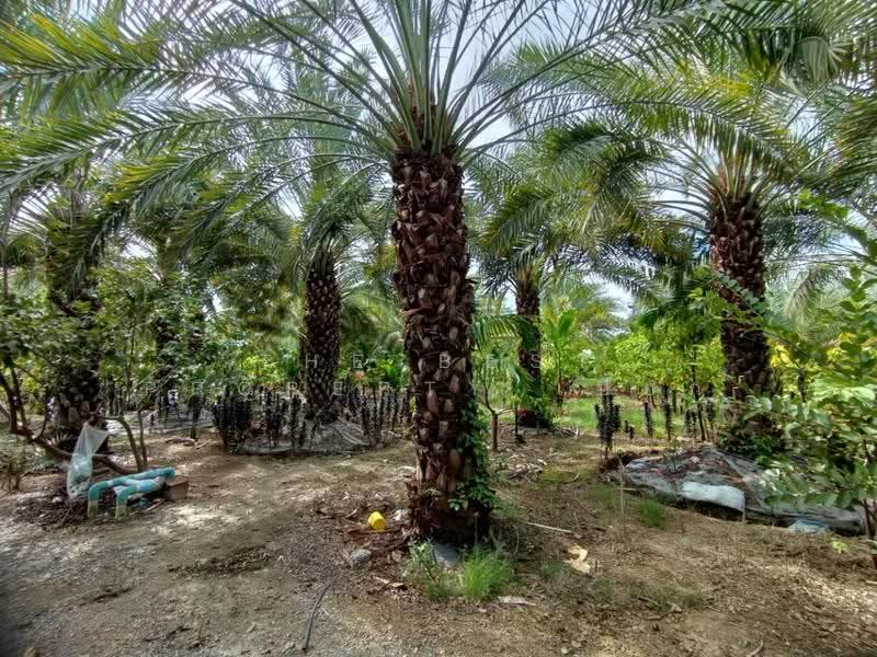 ที่ดินสองพี่น้อง สุพรรณบุรี, สุพรรณบุรี, บ่อสุพรรณ, สองพี่น้อง, สุพรรณบุรี, 19,718 ตร.ม., ที่ดิน ขาย, โดย The Best Property เปี๊ยก, 500506566 - DDproperty.com